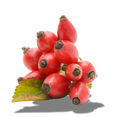 Rosehip Oil