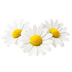 Chamomile