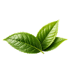 Green Tea Extract