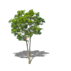 Oenocarpus Bataua (Rahua)