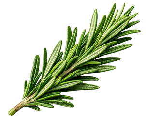 Rosemary Oil