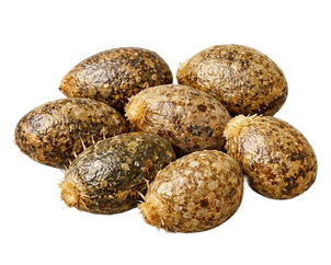 Prickly Pear Seed Oil