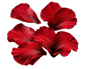 Hibiscus Extract